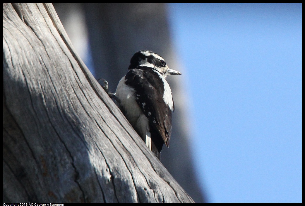 0228-100052-01.jpg - Hairy Woodpecker