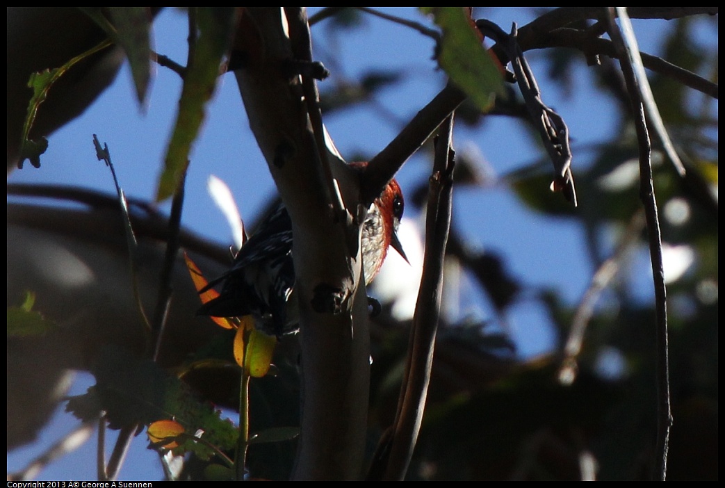 0228-100205-03.jpg - Red-breasted Sapsucker