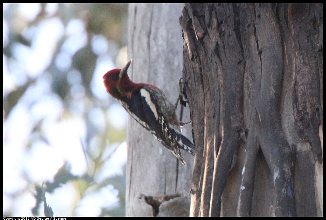 0228-100400-01.jpg - Red-breasted Sapsucker