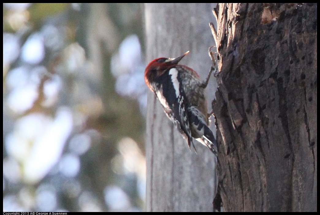 0228-100408-01.jpg - Red-breasted Sapsucker