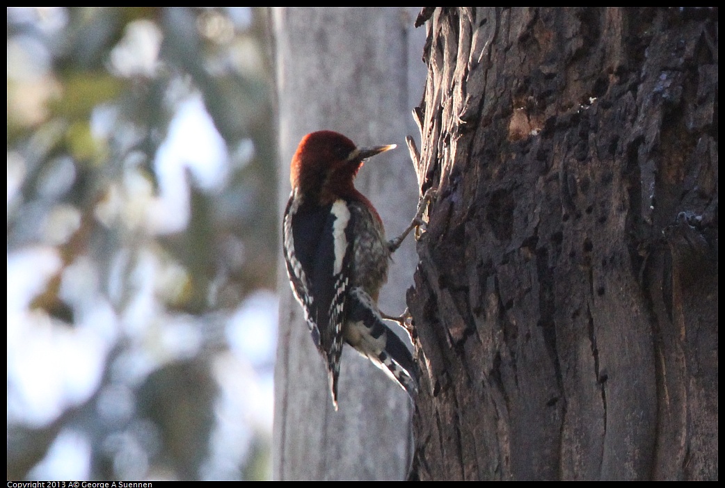 0228-100410-03.jpg - Red-breasted Sapsucker