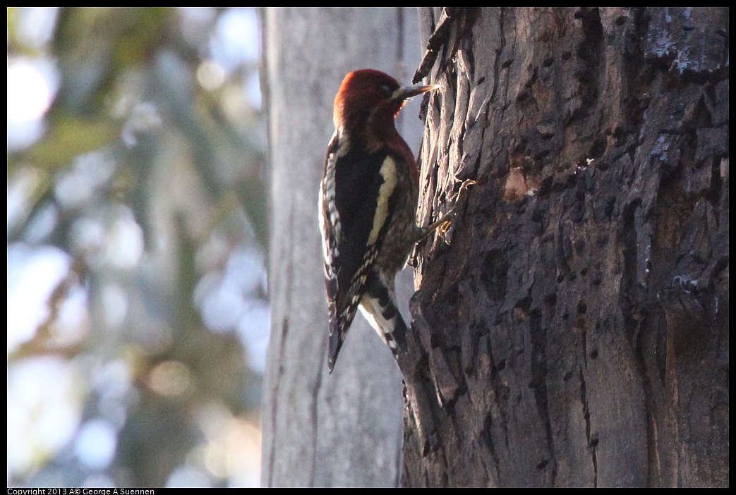 0228-100414-02.jpg - Red-breasted Sapsucker