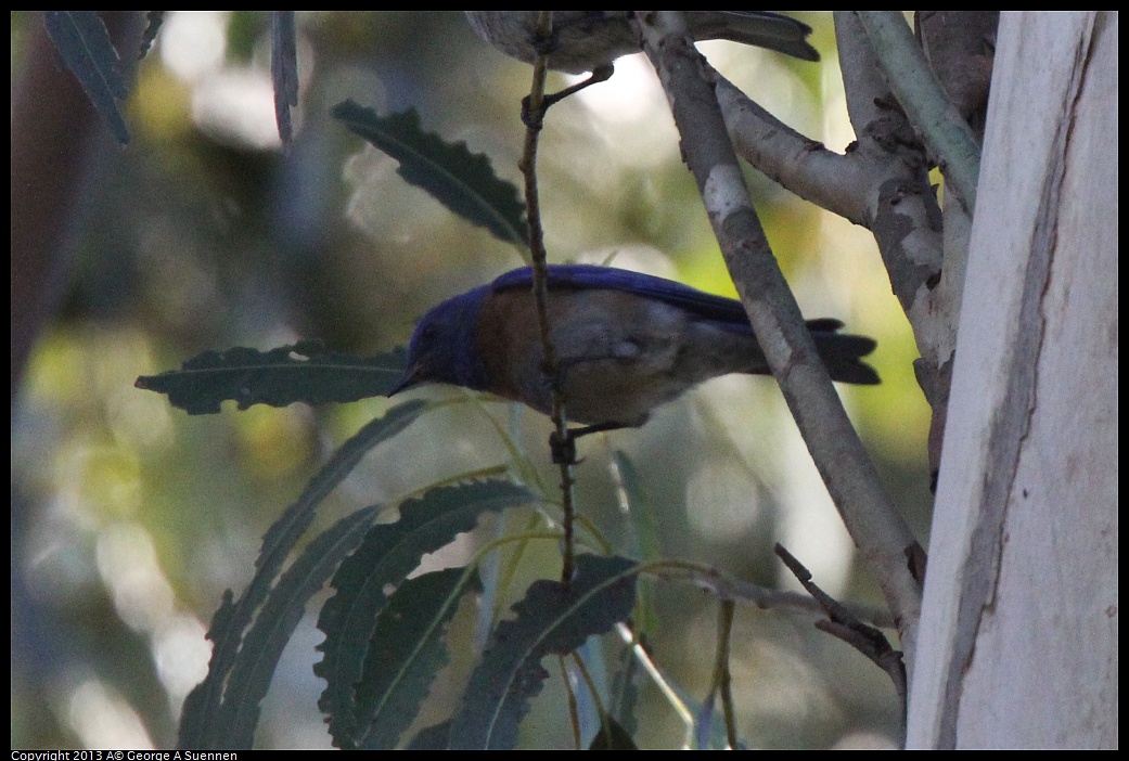 0228-100434-03.jpg - Western Bluebird