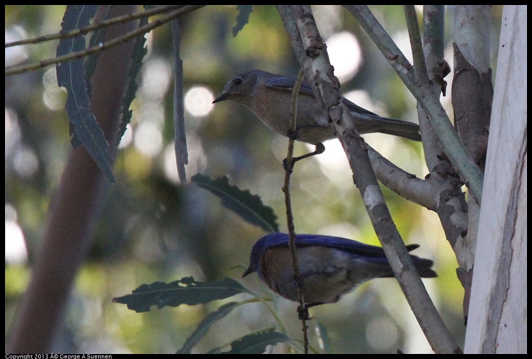 0228-100435-01.jpg - Western Bluebird