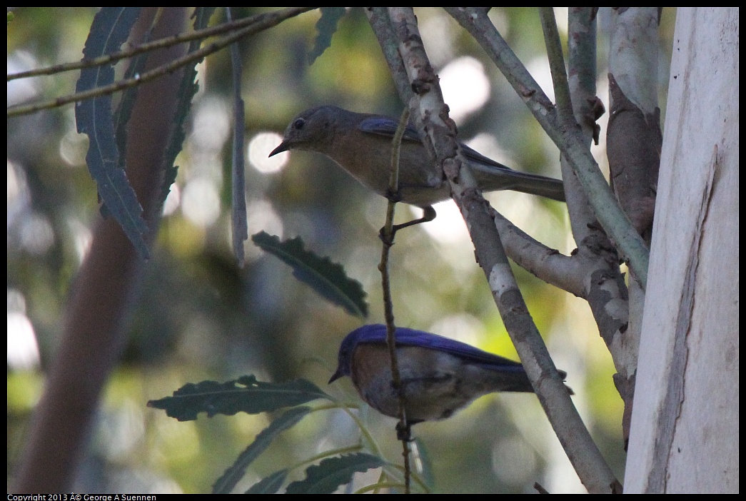 0228-100435-03.jpg - Western Bluebird