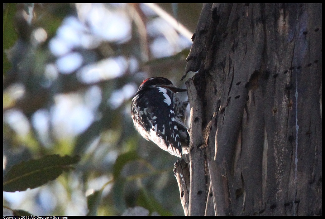 0228-100552-01.jpg - Red-breasted Sapsucker