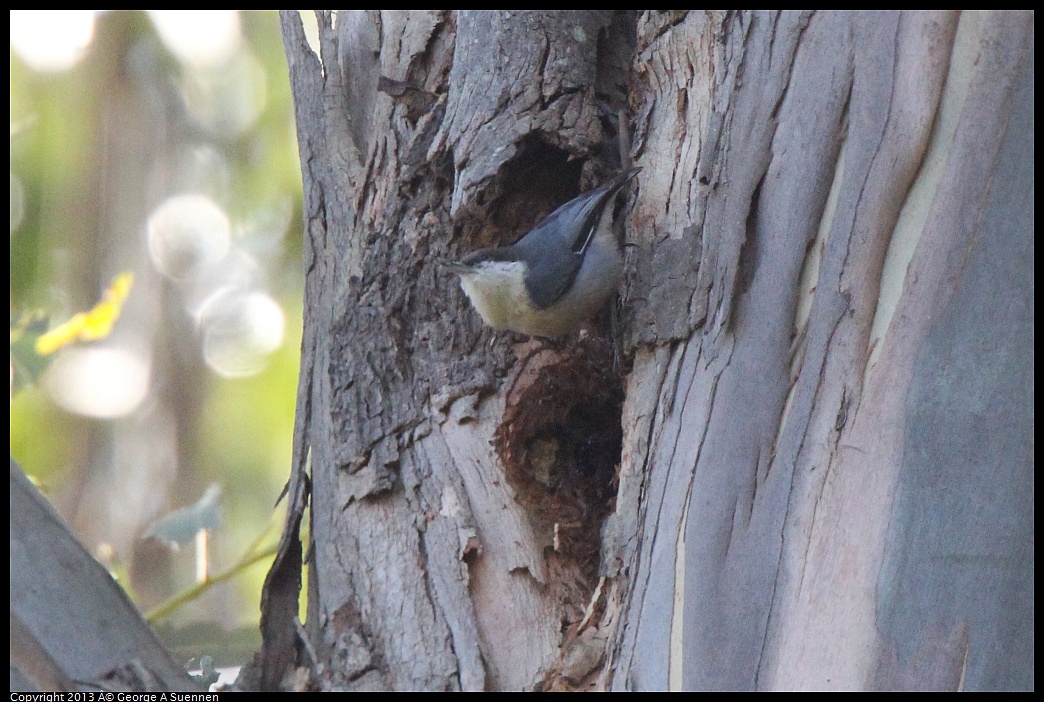 0228-100648-03.jpg - Pygmy Nuthatch