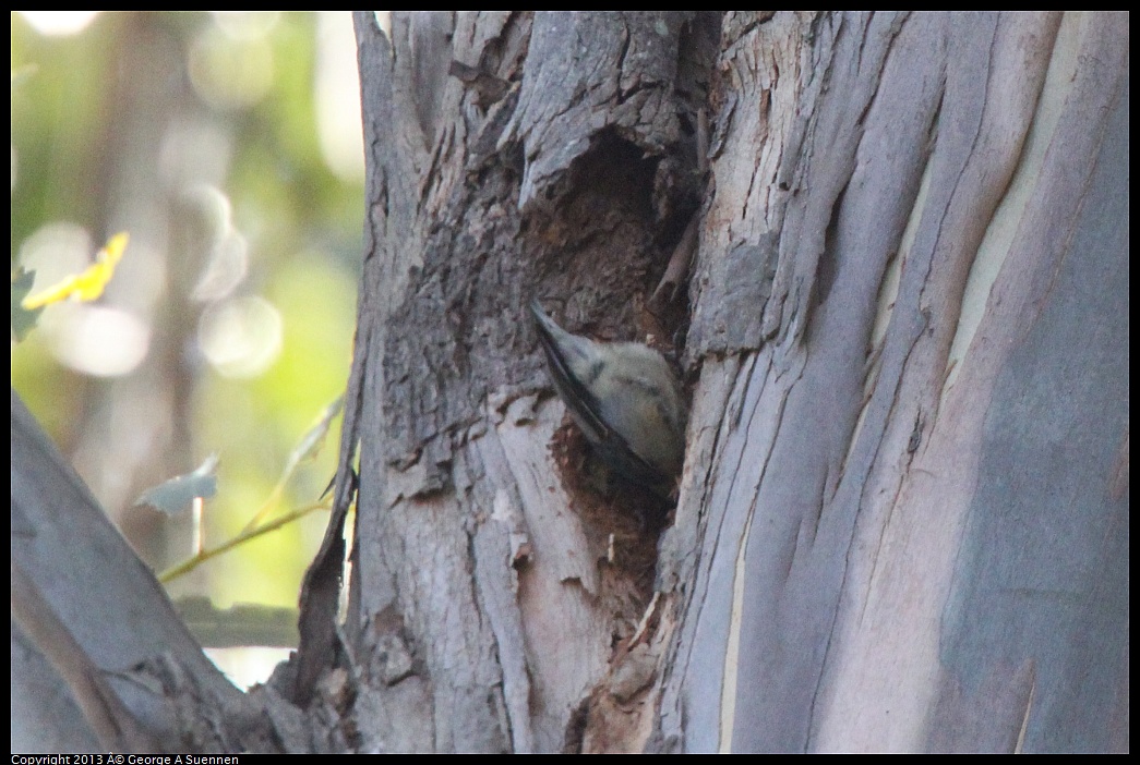 0228-100652-02.jpg - Pygmy Nuthatch