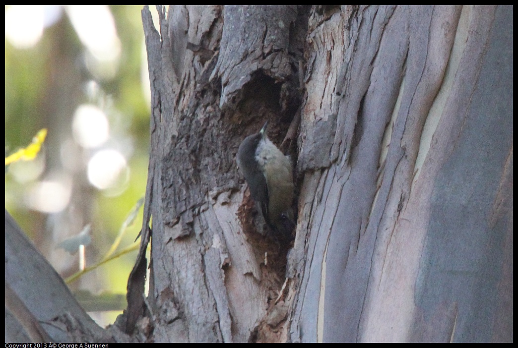 0228-100713-04.jpg - Pygmy Nuthatch