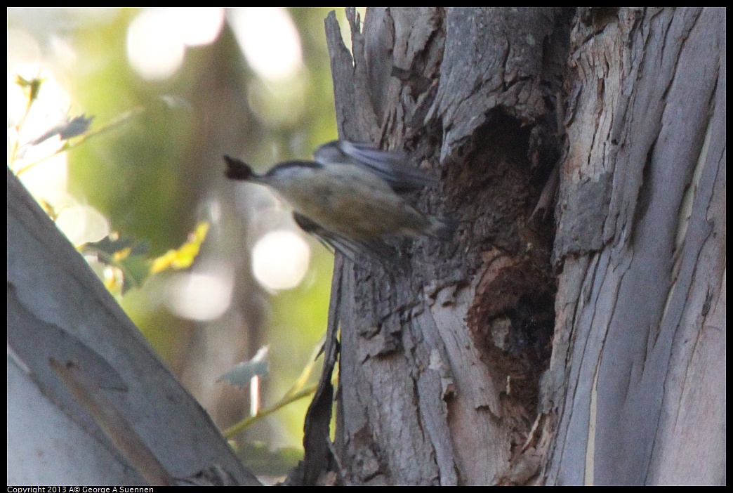 0228-100725-04.jpg - Pygmy Nuthatch