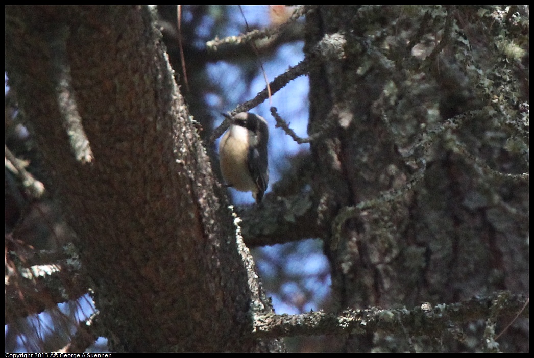 0228-101342-01.jpg - Pygmy Nuthatch