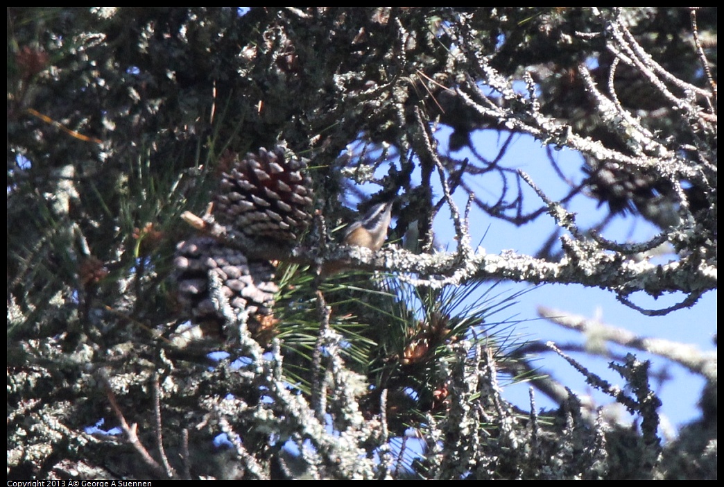 0228-101404-05.jpg - Red-breasted Nuthatch