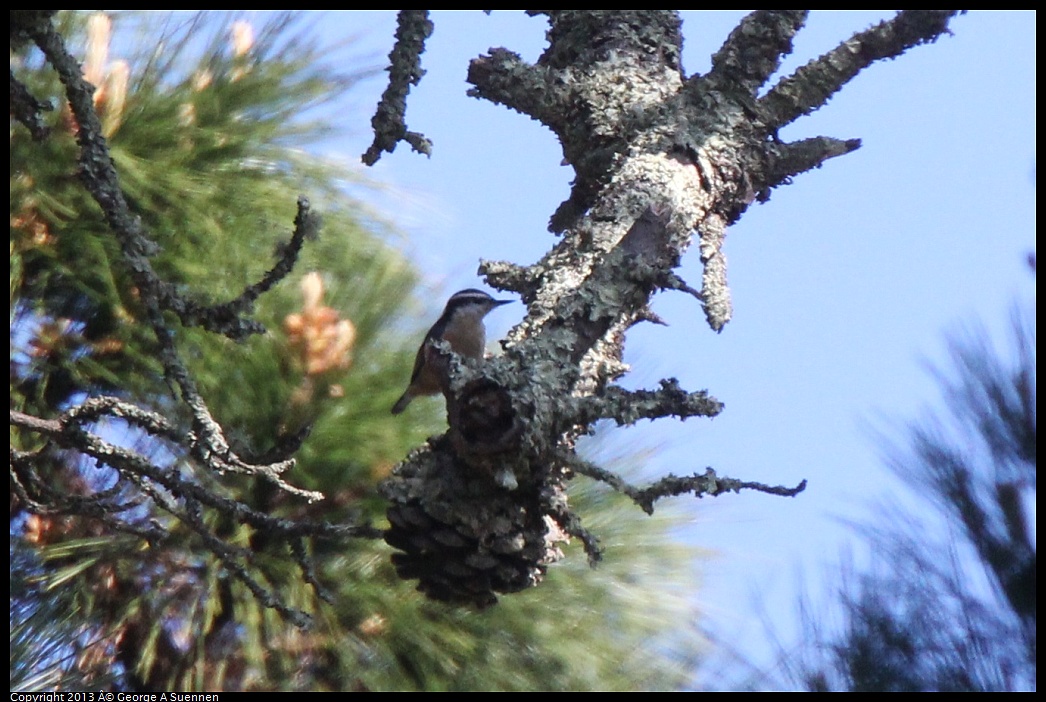 0228-101440-01.jpg - Red-breasted Nuthatch