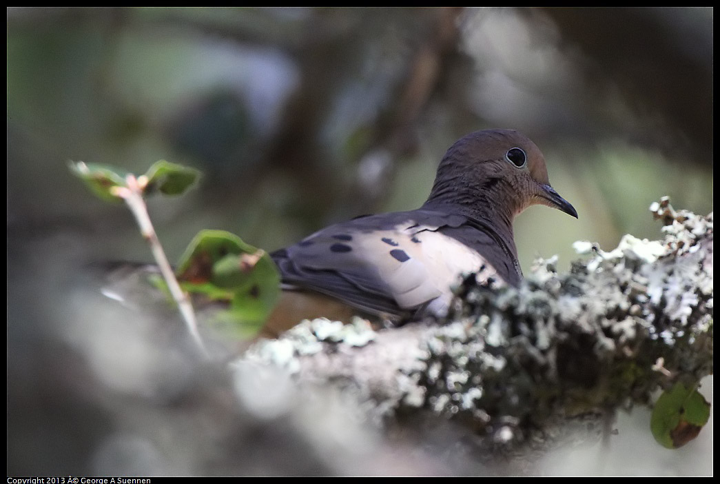 0228-101611-03.jpg - Mourning Dove