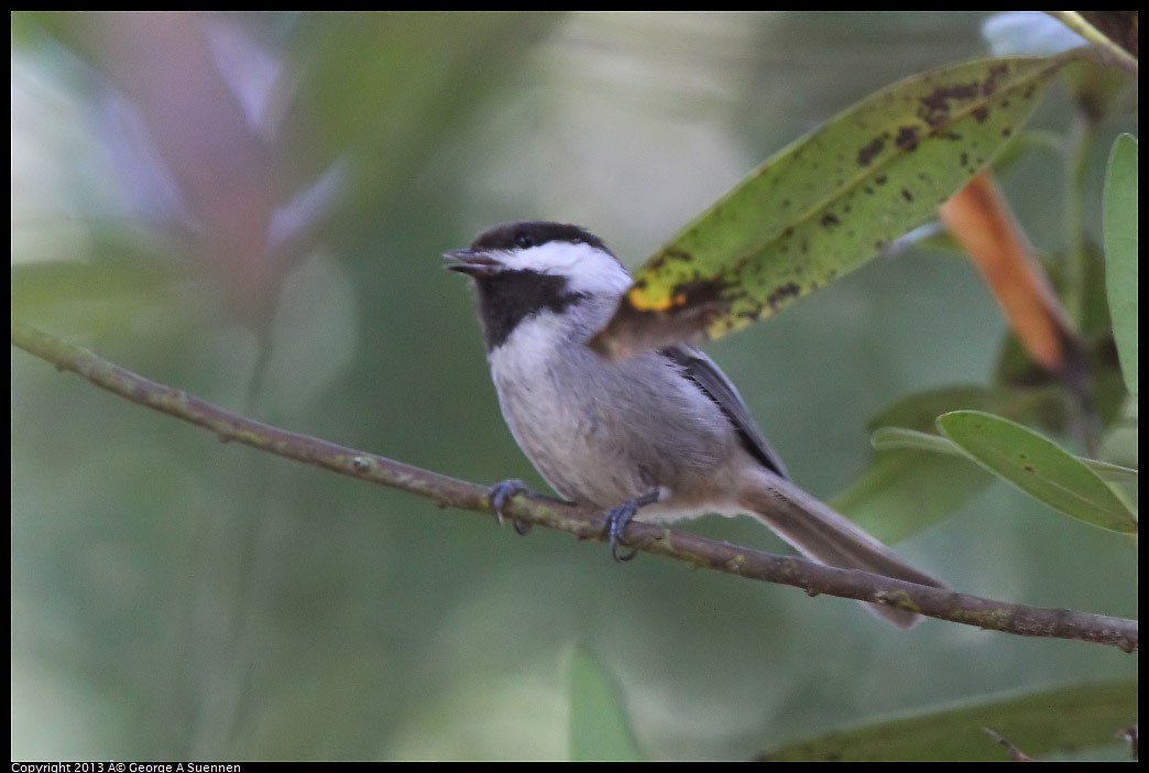 0228-104147-01.jpg - Chestnut-backed Chickadee