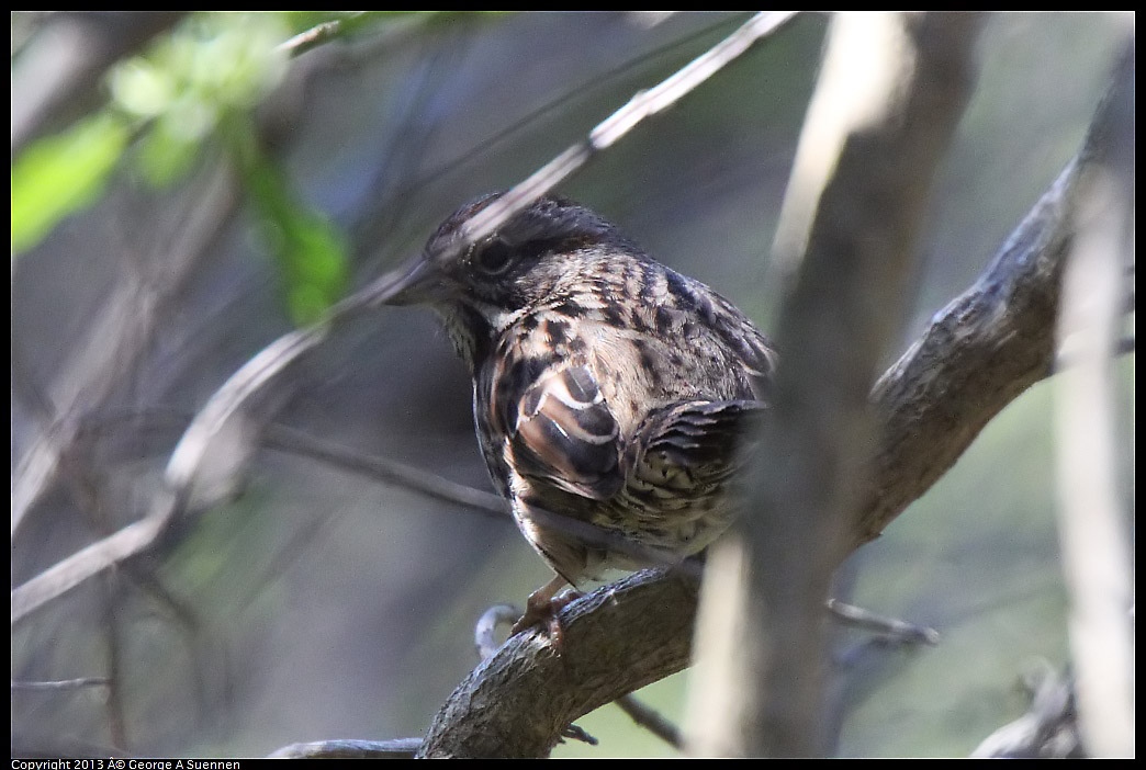 0228-104602-01.jpg - Song Sparrow