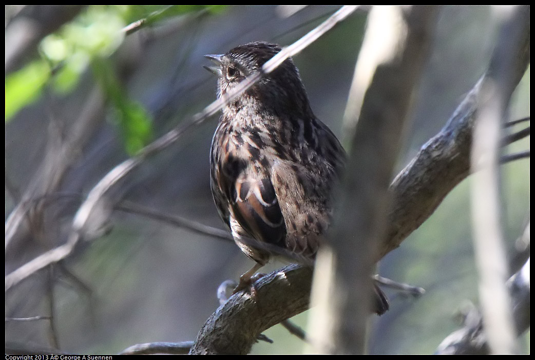 0228-104605-01.jpg - Song Sparrow