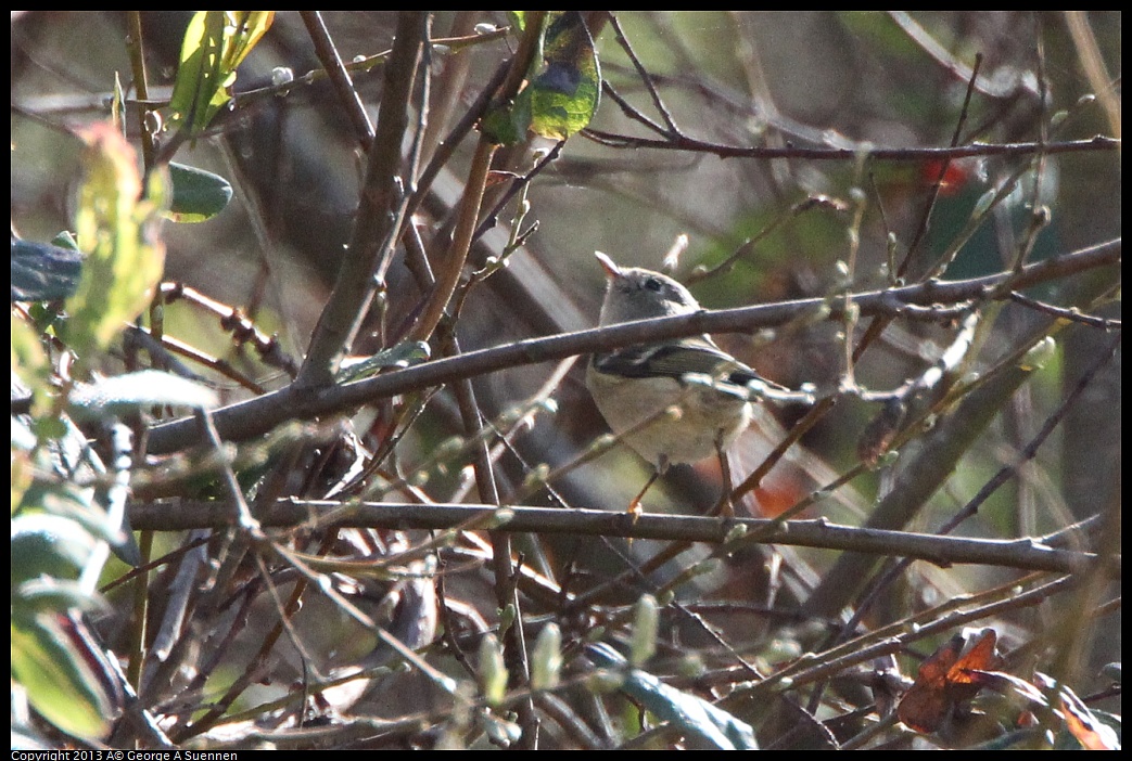 0301-094706-04.jpg - Ruby-crowned Kinglet