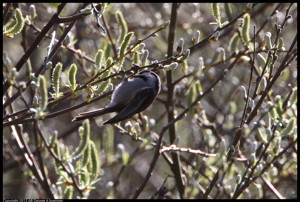 0301-094726-02.jpg - Chestnut-backed Chickadee