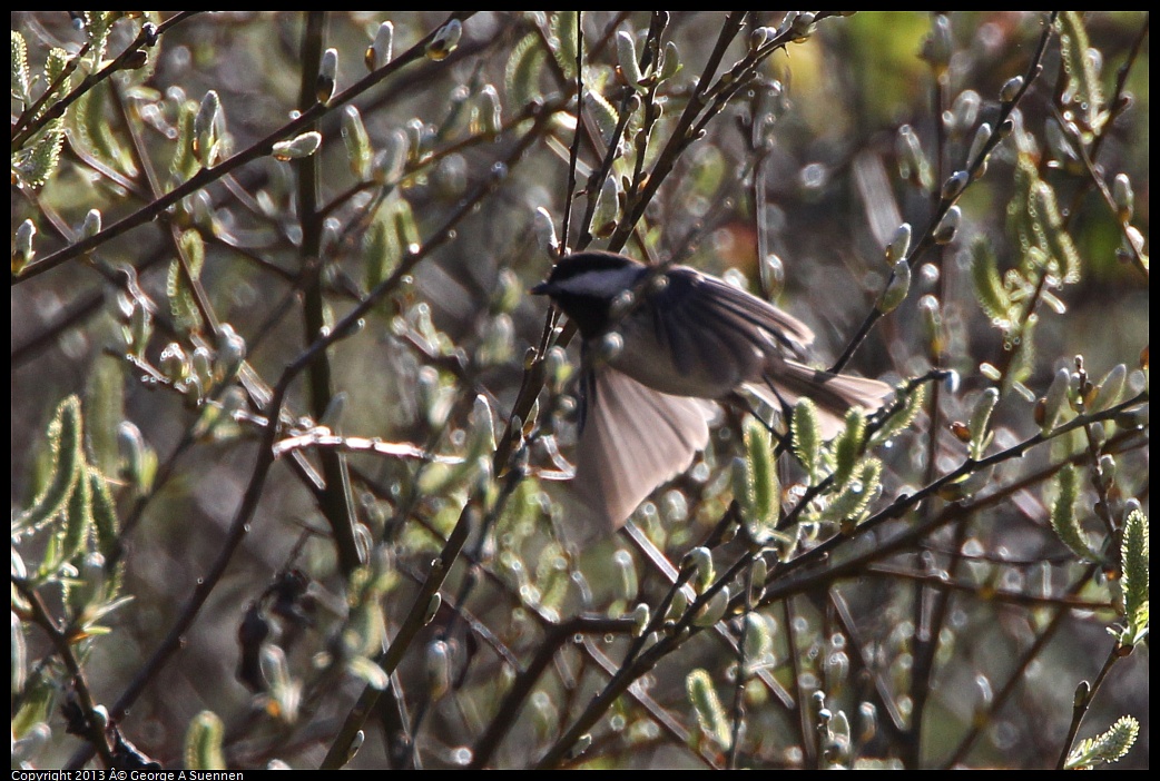 0301-094744-02.jpg - Chestnut-backed Chickadee