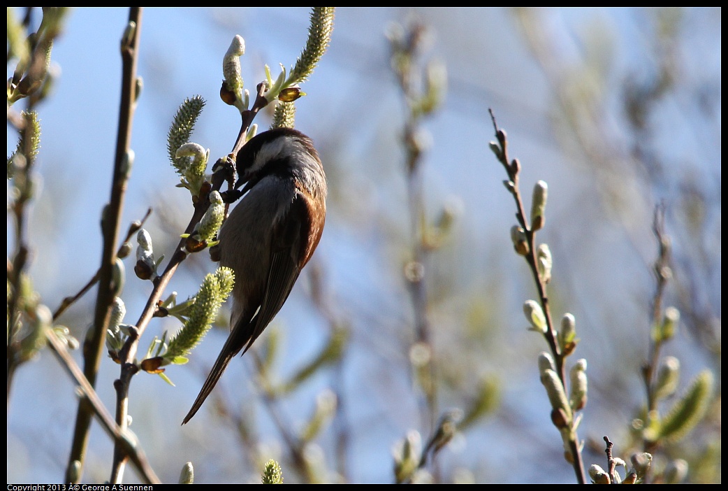 0301-094848-01.jpg - Chestnut-backed Chickadee