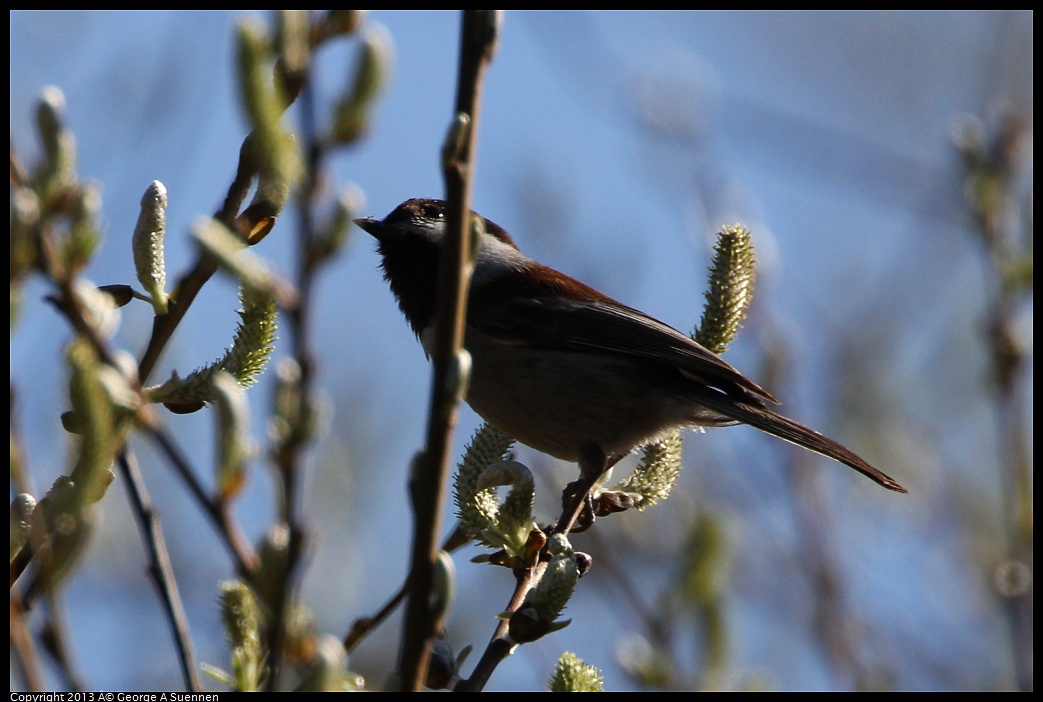 0301-094850-02.jpg - Chestnut-backed Chickadee