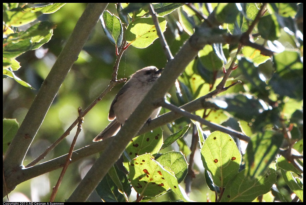 0301-095207-04.jpg - Bushtit