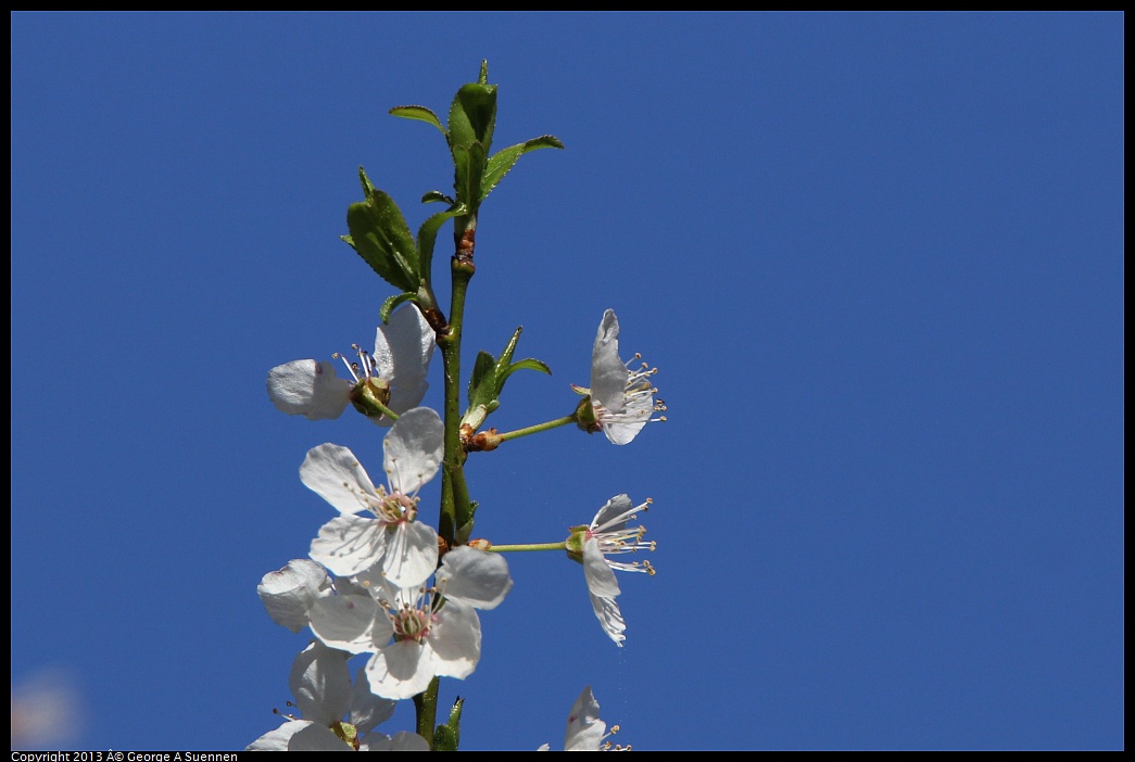 0301-095405-01.jpg - Blossom