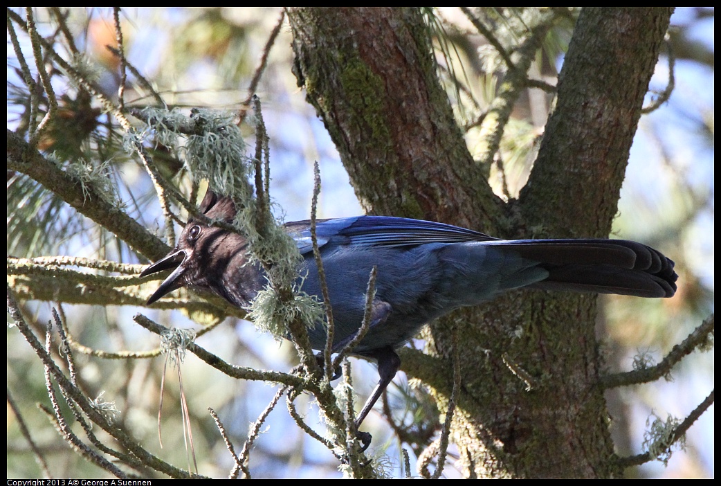 0301-095640-03.jpg - Stellar Jay