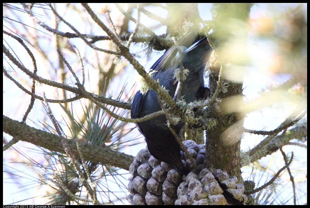 0301-095650-03.jpg - Stellar Jay