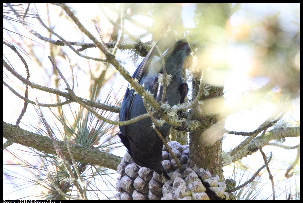 0301-095654-02.jpg - Stellar Jay