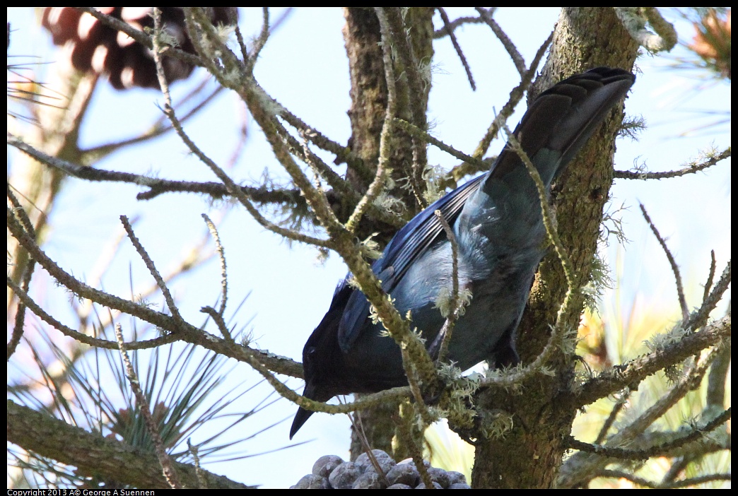 0301-095711-01.jpg - Stellar Jay