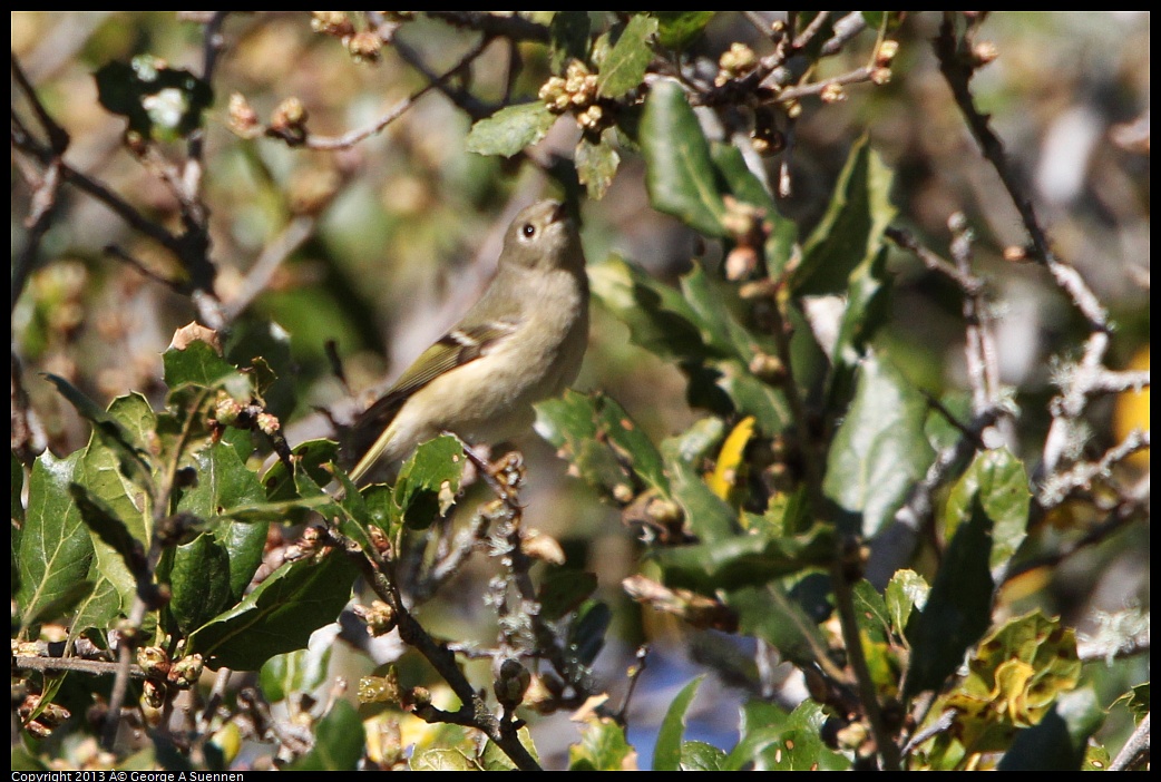 0301-100008-02.jpg - Ruby-crowned Kinglet