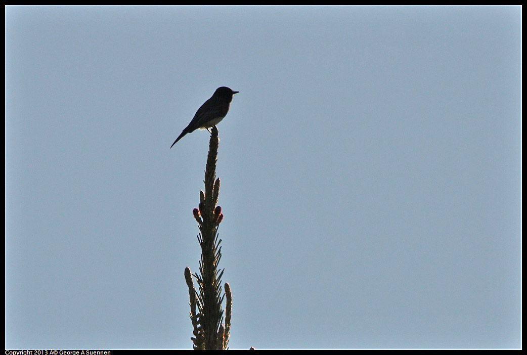 0301-100524-01.jpg - Black Phoebe