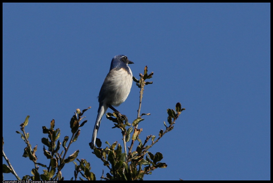 0301-102016-03.jpg - Western Scrub-Jay