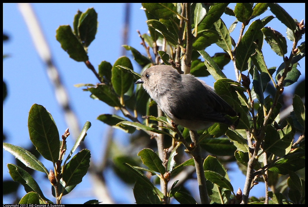 0301-102152-03.jpg - Bushtit