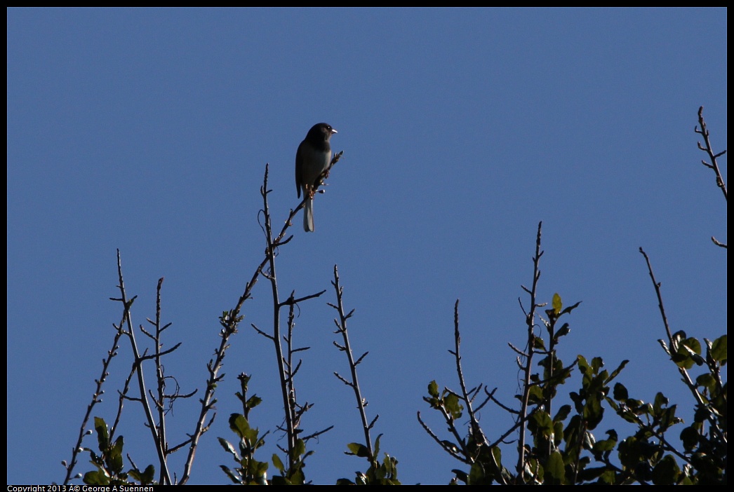 0301-102930-01.jpg - Dark-eyed Junco