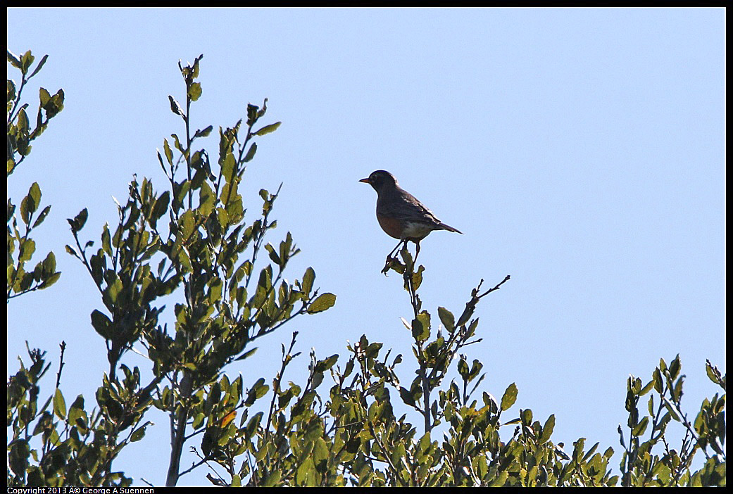 0301-103105-03.jpg - American Robin