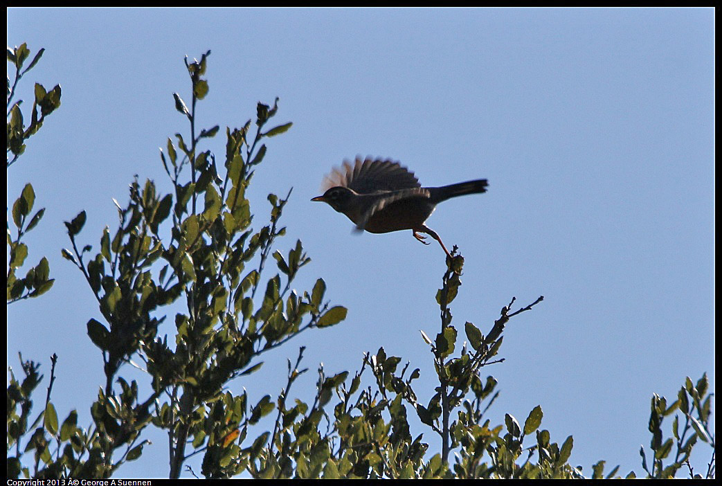 0301-103112-01.jpg - American Robin