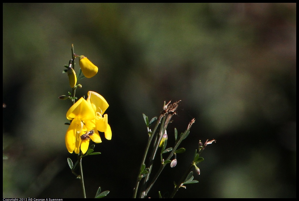 0301-103418-01.jpg - Wildflower