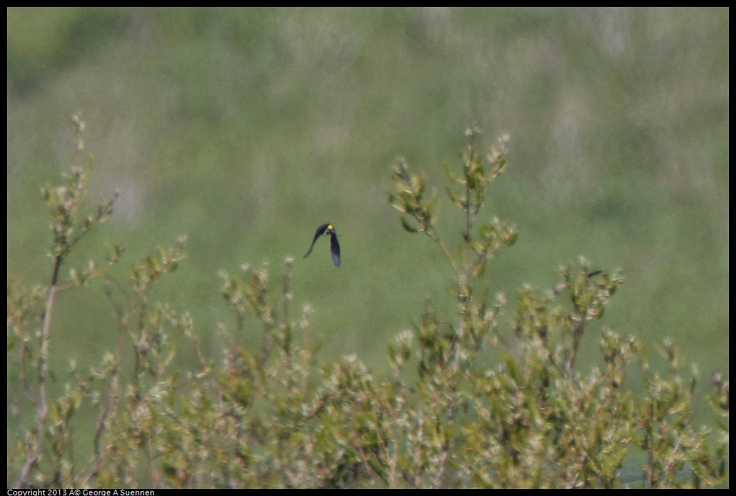 0301-103948-01.jpg - Yellow-rumped Warbler (Id only)