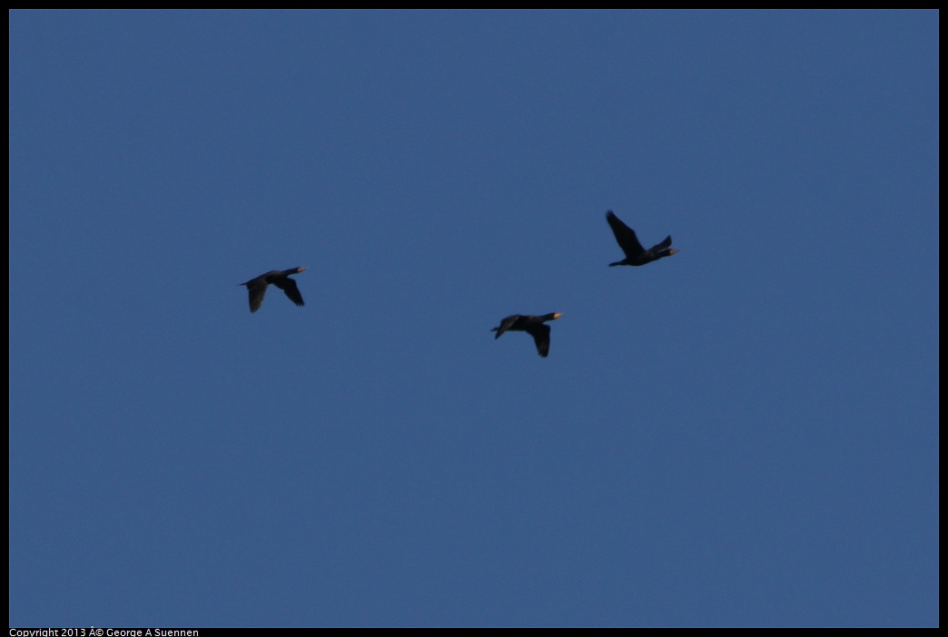 0301-104213-01.jpg - Double-crested Cormorant