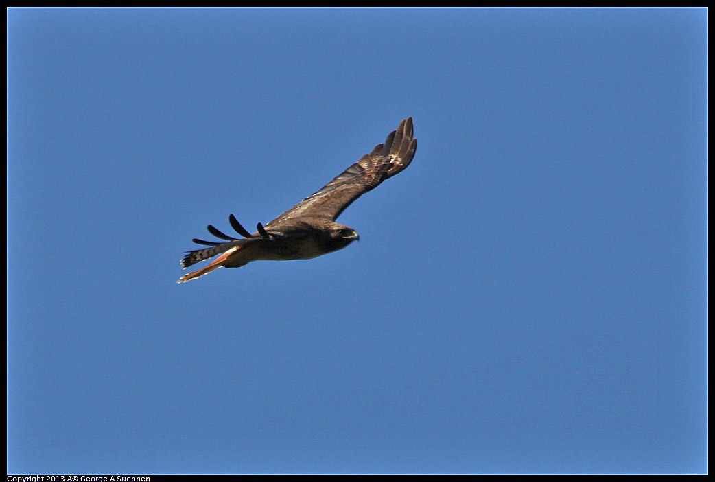 0301-105740-01.jpg - Red-tailed Hawk