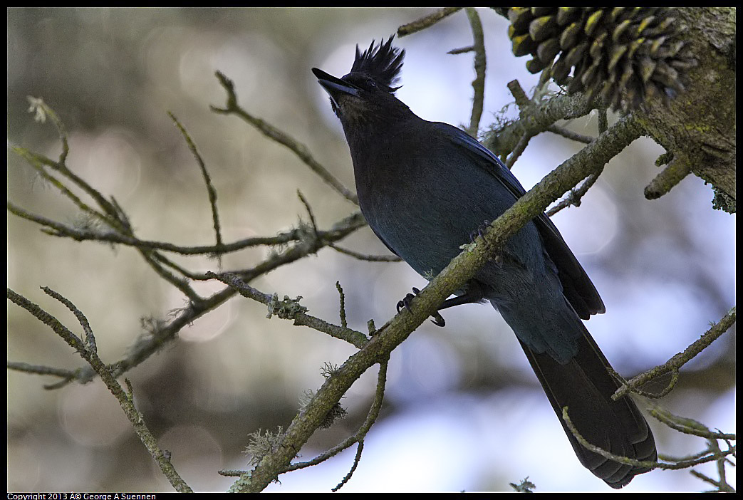 0301-105816-01.jpg - Stellar Jay