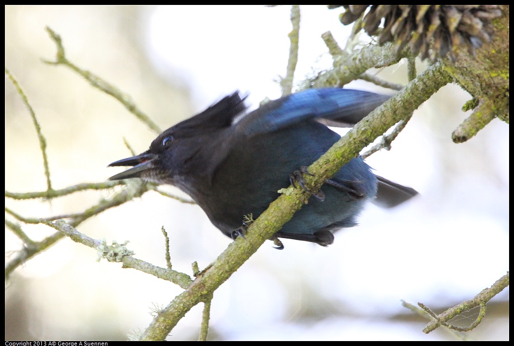 0301-105818-04.jpg - Stellar Jay