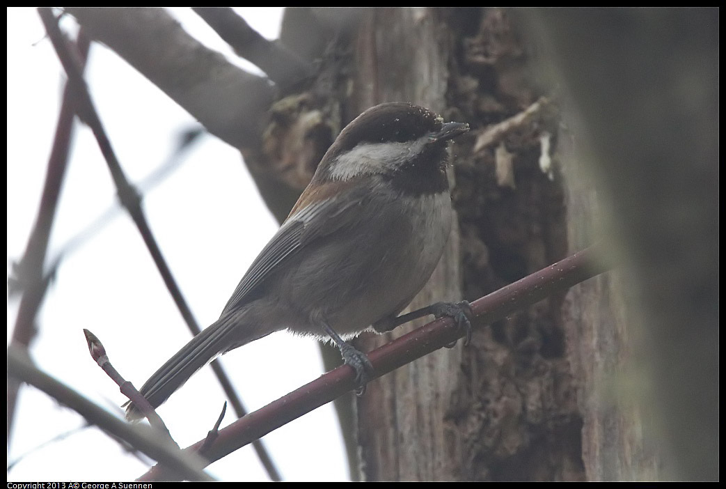 0305-091846-02.jpg - Chestnut-backed Chickadee