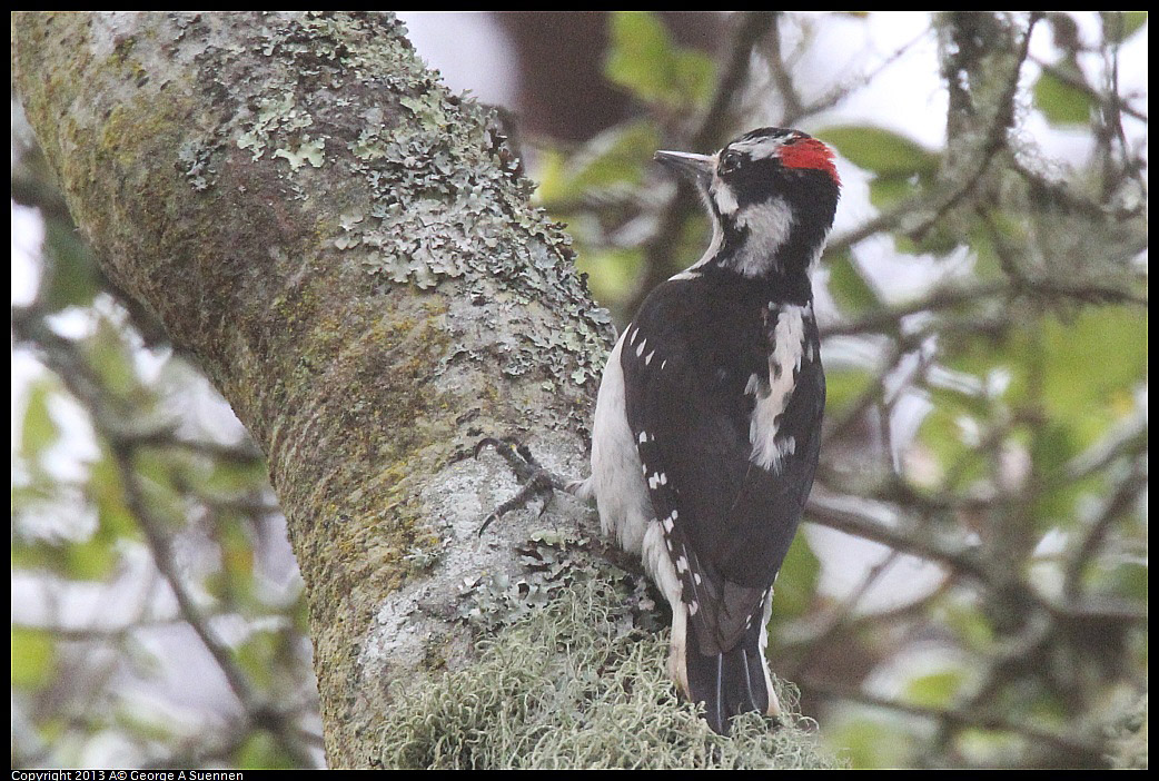 0305-092150-05.jpg - Hairy Woodpecker