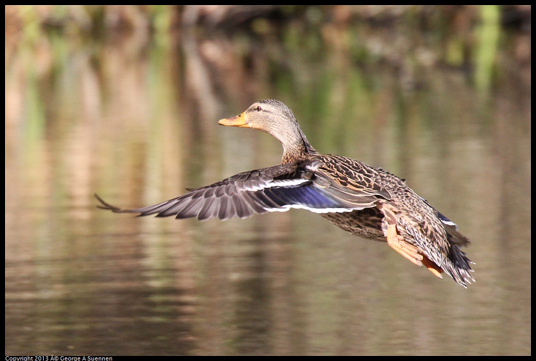 0309-151225-02.jpg - Mallard