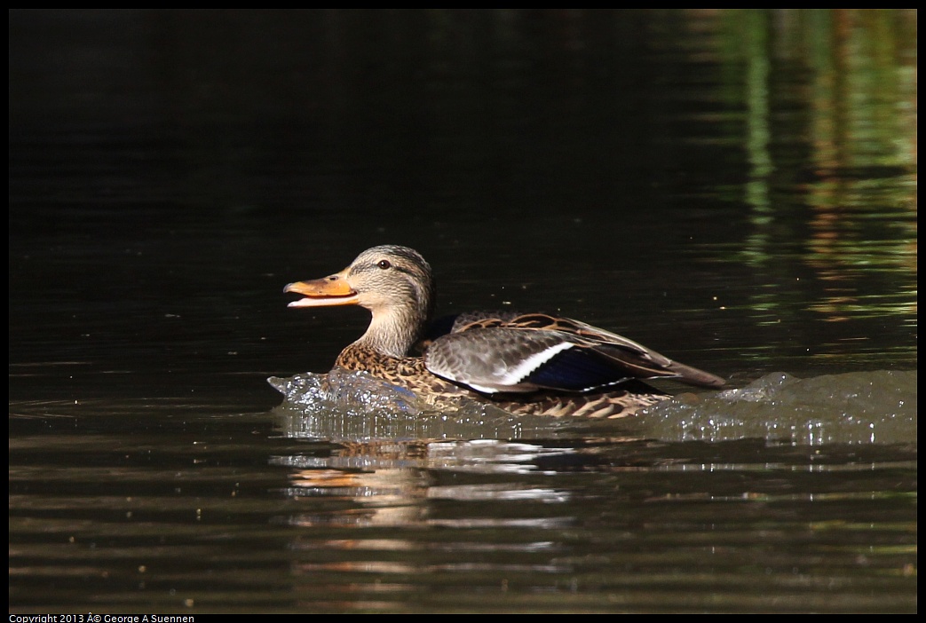 0309-151246-02.jpg - Mallard