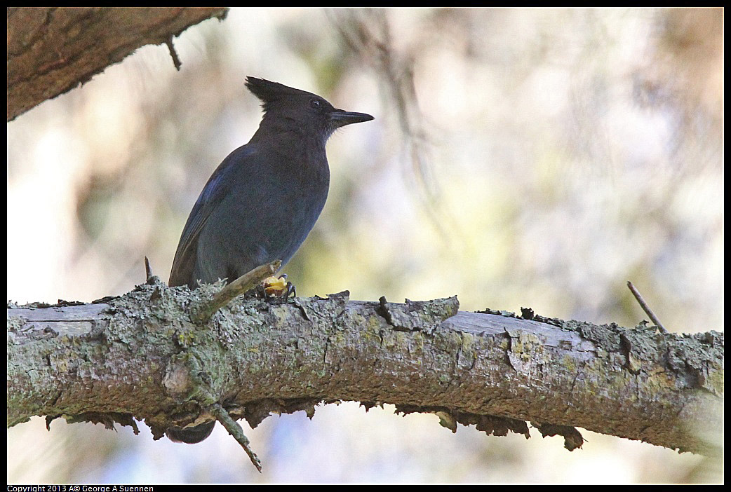 0309-152821-03.jpg - Stellar Jay